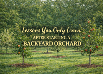 Lessons You Only Learn After Starting a Backyard Orchard