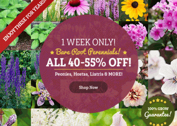 90+ Spring Perennials 40-55% OFF At Tulip World
