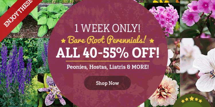 90+ Spring Perennials 40-55% OFF At Tulip World