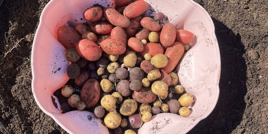 My potato haul. Yes that is a Greestalk water reservoir!