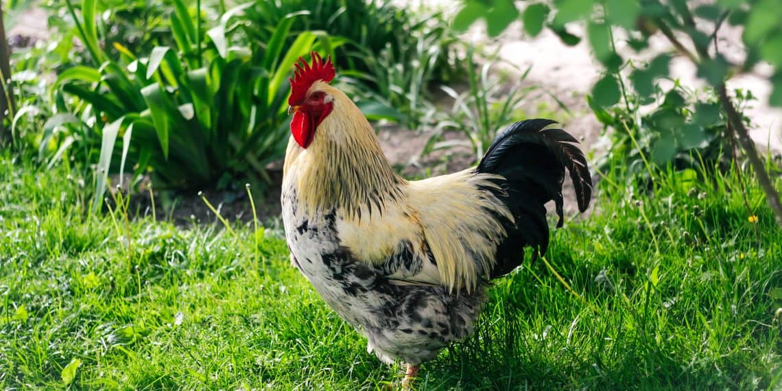 Why Do I Need A Rooster?