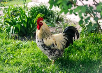 Why Do I Need A Rooster?