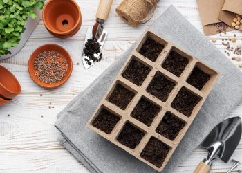Seed Starting 101: When & How to Start Seeds Indoors