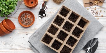 Seed Starting 101: When & How to Start Seeds Indoors