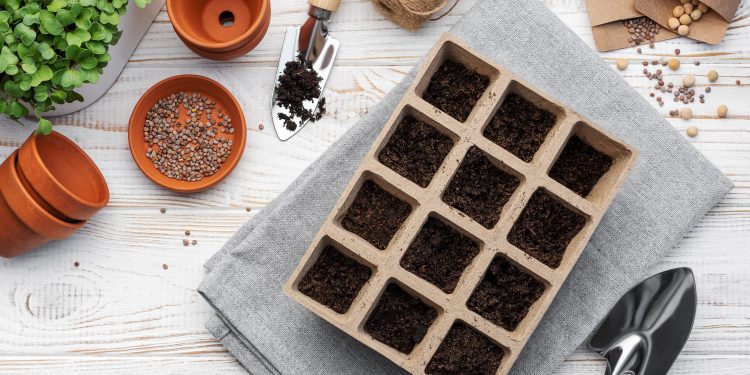 Seed Starting 101: When & How to Start Seeds Indoors