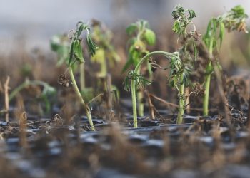 Garden Setbacks: When Seedlings Don’t Survive