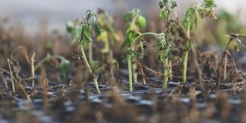 Garden Setbacks: When Seedlings Don’t Survive