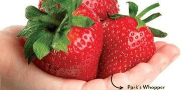 Park Seed Strawberry Sale Is Live