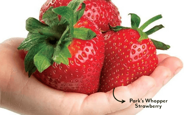 Park Seed Strawberry Sale Is Live