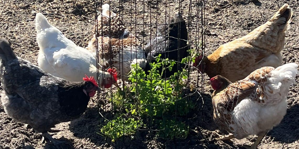 Can You Grow Plants in a Chicken Run? My First Experiment With a “Chicken Salad Bar”