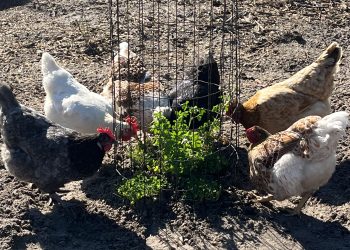 Can You Grow Plants in a Chicken Run? My First Experiment With a “Chicken Salad Bar”