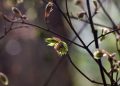 Waiting for Buds: What the Garden Keeps Teaching Me