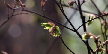 Waiting for Buds: What the Garden Keeps Teaching Me
