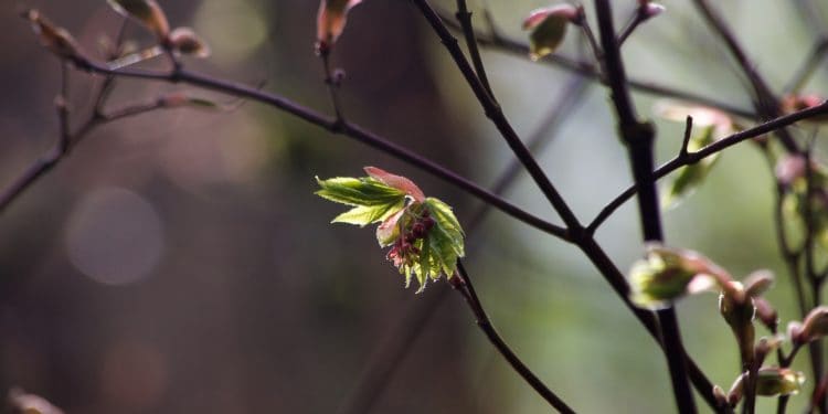 Waiting for Buds: What the Garden Keeps Teaching Me