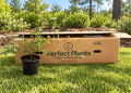 Perfect Plant Nursery Special Discount