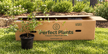 Perfect Plant Nursery Special Discount